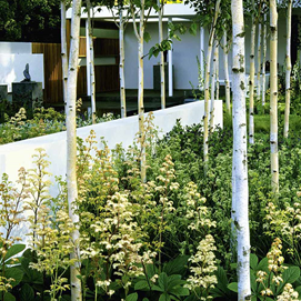 Buchcover mit Titel „Design mit Pflanzen“, darauf modern gestalteter Garten mit Formschnitt und Baum